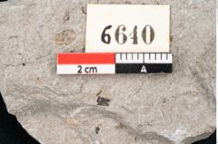 Foto (Detailansicht) von Cystoseira communis Unger (NHMW-GEO-2024-0188-6640)